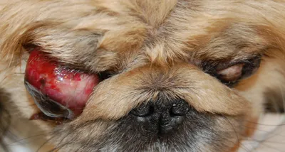 Глазные болезни собак в картинках