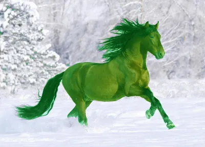 картинки : природа, снег, зима, играть, бег, Лошадь, Погода, Млекопитающее,  Жеребец, Грива, снежно, время года, лошади, Позвоночный, Кобыла, связь,  Жеребёнок, Зимний, Снежный пейзаж, Вьючное животное, Зимнее время, Конь как  млекопитающее, Мустанг лошадь