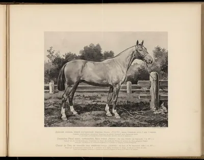 Типы и породы лошадей Российской империи 1908 год | Пикабу