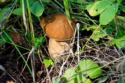 Грибы Ямала: съедобные, ядовитые, где и когда собирать — грибные места |  Ямал-Медиа