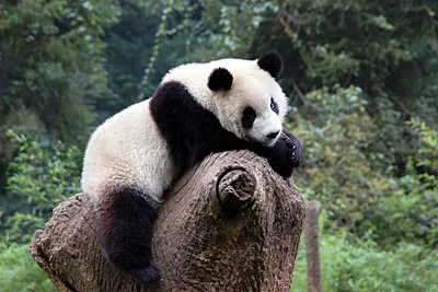 Грустная панда — Фото №158612