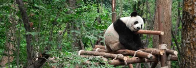 Грустная панда портретная иллюстрация генеративный ai | Премиум Фото