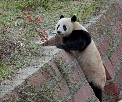 китайские панды — Магазета