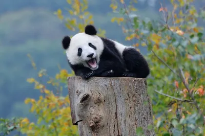 Грустная панда: истории из жизни, советы, новости, юмор и картинки — Все  посты, страница 67 | Пикабу