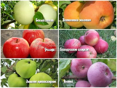 Яблоки Белый Налив купить с доставкой на дом по цене 155 рублей в  интернет-магазине