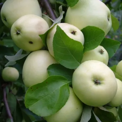 Яблоки Глобус Белый налив (1 кг) - IRMAG.RU
