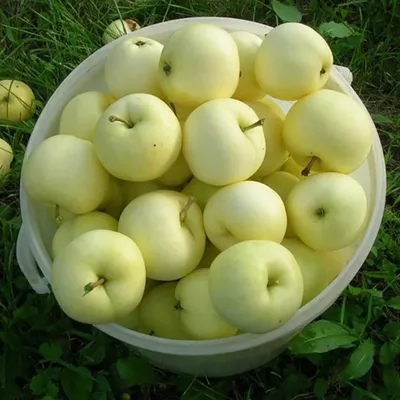 Яблоки Белый налив купить в Fruitonline