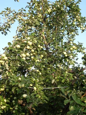 Яблоня Белый Налив С4 h140 см купить недорого в интернет-магазине товаров  для сада Бауцентр