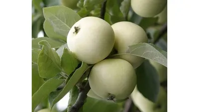 Саженцы яблони Белый налив | купить в питомнике в Украине