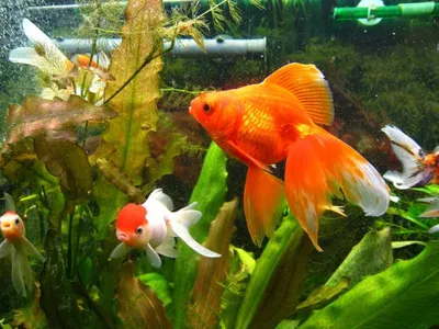 Оформление аквариума с золотыми рыбками