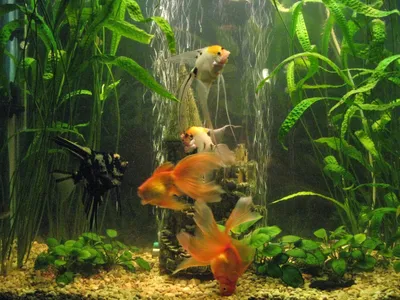 Оформление аквариума с золотыми рыбками