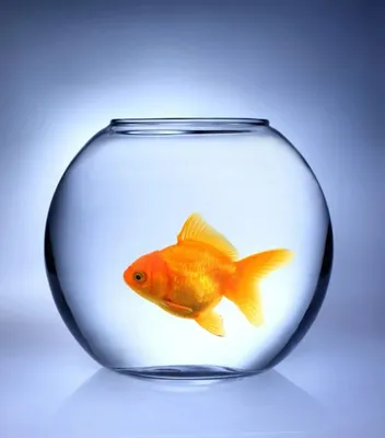 Золотая рыбка в аквариуме в дар (Москва). Дарудар