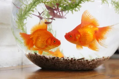 Как ухаживать за золотой рыбкой в круглом аквариуме?
