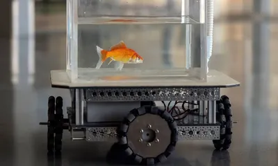 Ученые научили золотую рыбку управлять аквариумом на колесах - и это у нее  неплохо получается