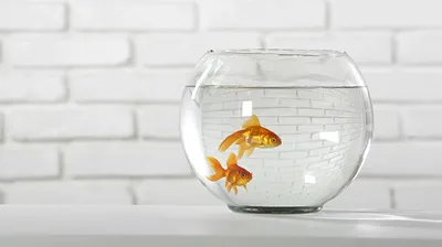 Картинка аквариум с золотой рыбкой фотографии