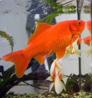 Золотая рыбка — Википедия