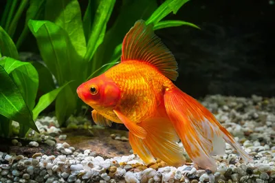 золотая рыбка выпрыгивает из аквариума Иллюстрация штока - иллюстрации  насчитывающей ширины, независимость: 264347077