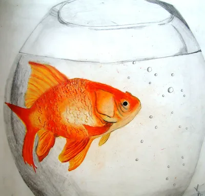 Как нарисовать аквариум с золотой рыбкой. - YouTube