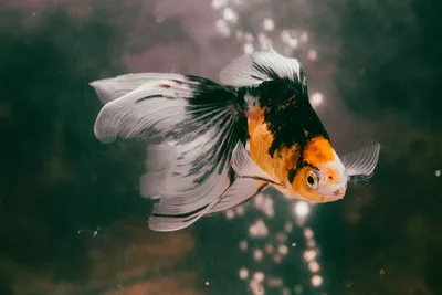 Рыбка золотая. Золотая рыбка в круглом аквариуме.