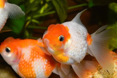 Круглый аквариум с золотой рыбкой на белом фоне | Премиум Фото