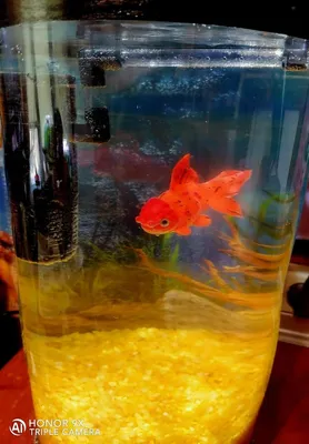 Чаша с золотой рыбкой для украшения гостиной маленькая Экологичная  настольная домашняя ультра белая стеклянная креативная бесплатная замена  для аквариума | AliExpress