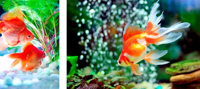 Содержание золотых рыб в домашнем аквариуме ответы на основные вопросы:  виды, оборудование, как кормить, соседство | Carassius auratus var