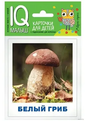 Сколько зарабатывают на продаже грибов сентябрь 2020 года - 14 сентября  2020 - НГС.ру