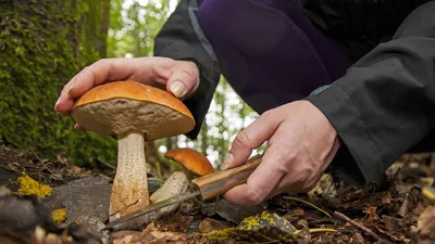Как собирают грибы в Германии – DW – 07.05.2021