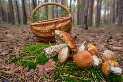 Как правильно искать грибы: советы опытного грибника - 16 июля 2022 - 72.ру