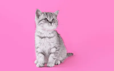 Мягкая игрушка Кошка с тремя котятами, плюшевая игрушка кот в подарок  подруге, девочке, девушке - купить с доставкой по выгодным ценам в  интернет-магазине OZON (654974480)