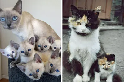 10+ фото кошек с котятами, которые доказывают, что они отличные мамы
