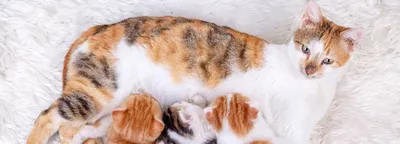Купить цифровую версию картины: Генриетта Роннер-Книп - Кошка с котятами |  Артхив