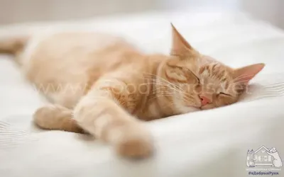 Здоровый сон у котов – сколько спят кошки ? | Royal Canin UA