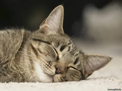 О чем говорит поза, в которой спит кошка?