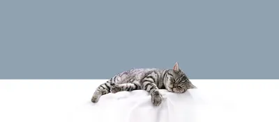 Почему кошка спит с открытыми глазами? | КотоВедение | Дзен