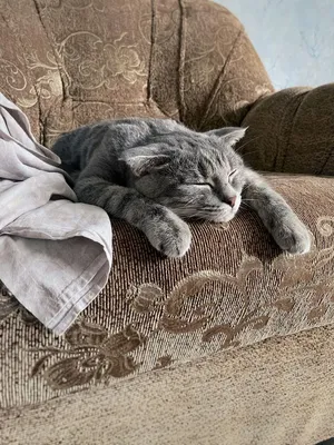 Сколько часов спят кошки в сутки? | WHISKAS®