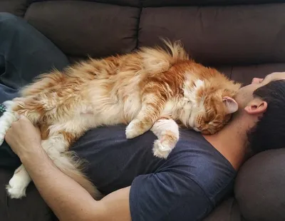 Кошка спит(тупой заголовок) | Пикабу