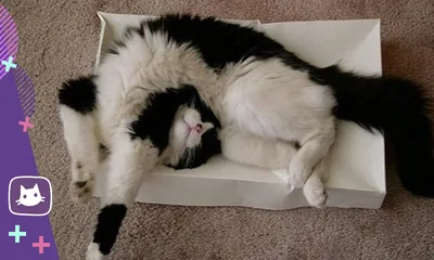 Милая пушистая пятнистая кошка спит на мягком одеяле Stock-Foto | Adobe  Stock