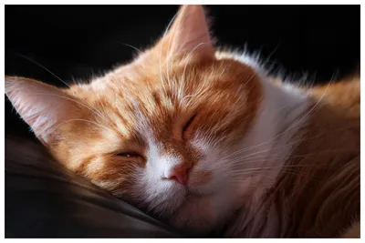 File:Шотландская вислоухая кошка спит на спине.JPG - Wikimedia Commons