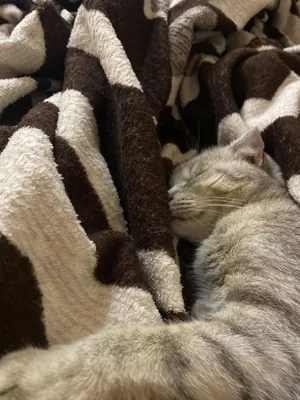 Милая кошка спит на кроватке и …» — создано в Шедевруме