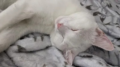 милая домашняя кошка спит в уютной кровати Стоковое Фото - изображение  насчитывающей ослабленный, сезон: 240848162