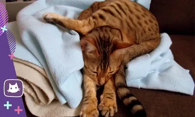 Сколько часов в сутки спят кошки - почему коты спят много