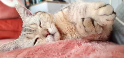 милая домашняя кошка спит в уютной кровати Стоковое Изображение -  изображение насчитывающей мило, естественно: 244885755