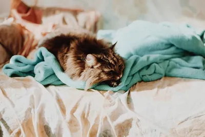 Осень, смешная кошка спит на …» — создано в Шедевруме