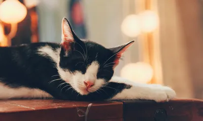 Почему кошка спит на человеке: в ногах, на животе | Whiskas