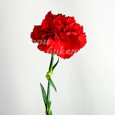 51 красная гвоздика - купить в Москве по цене 6390 р - Magic Flower