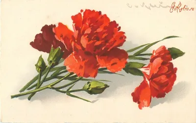 51 красная гвоздика в букете за 10 790 руб. | Бесплатная доставка цветов по  Москве