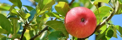 Осенние яблоки красного цвета - 61 фото