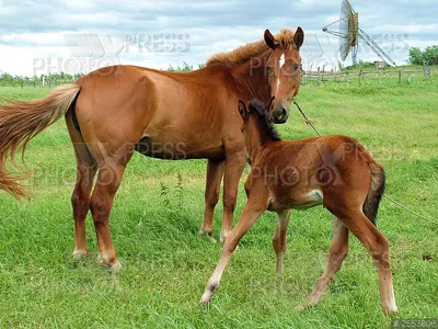 Лошадь с жеребенком / PhotoXPress