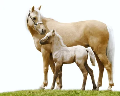 клипарт лошади и жеребенок: 12 тыс изображений найдено в Яндекс.Картинках |  Horses, Foals, Animals